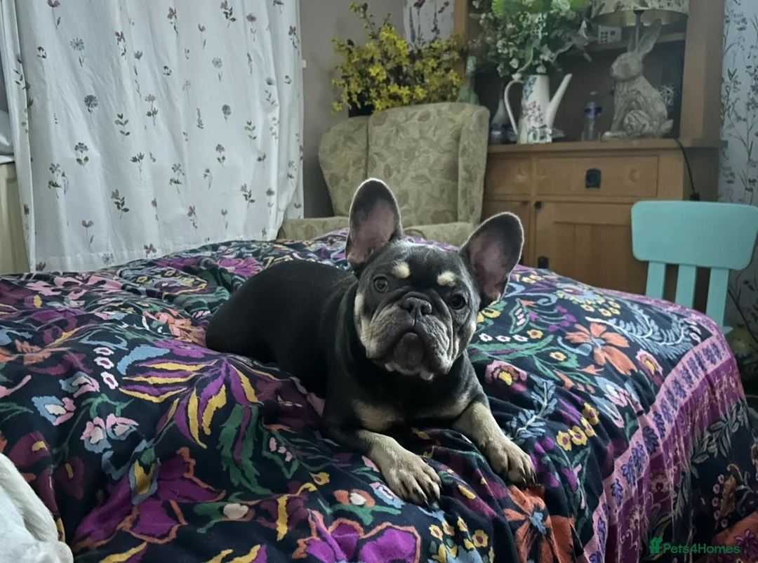 French Bulldog dogs for sale: Meet monkey in Rugby - Advert 3