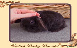 Mini Lop rabbits for sale: 🧡 SOLD 🧡 - Image 3