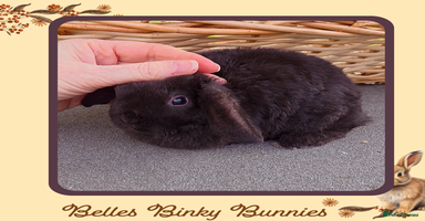 Mini Lop rabbits - Advert 6