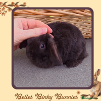 Mini Lop rabbits - Advert 3