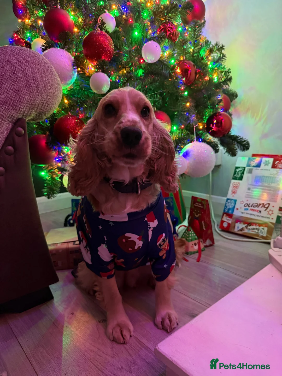 Cocker Spaniel dogs for sale: Loving family wanted for our Sophie  in Chesterfield - Advert 3