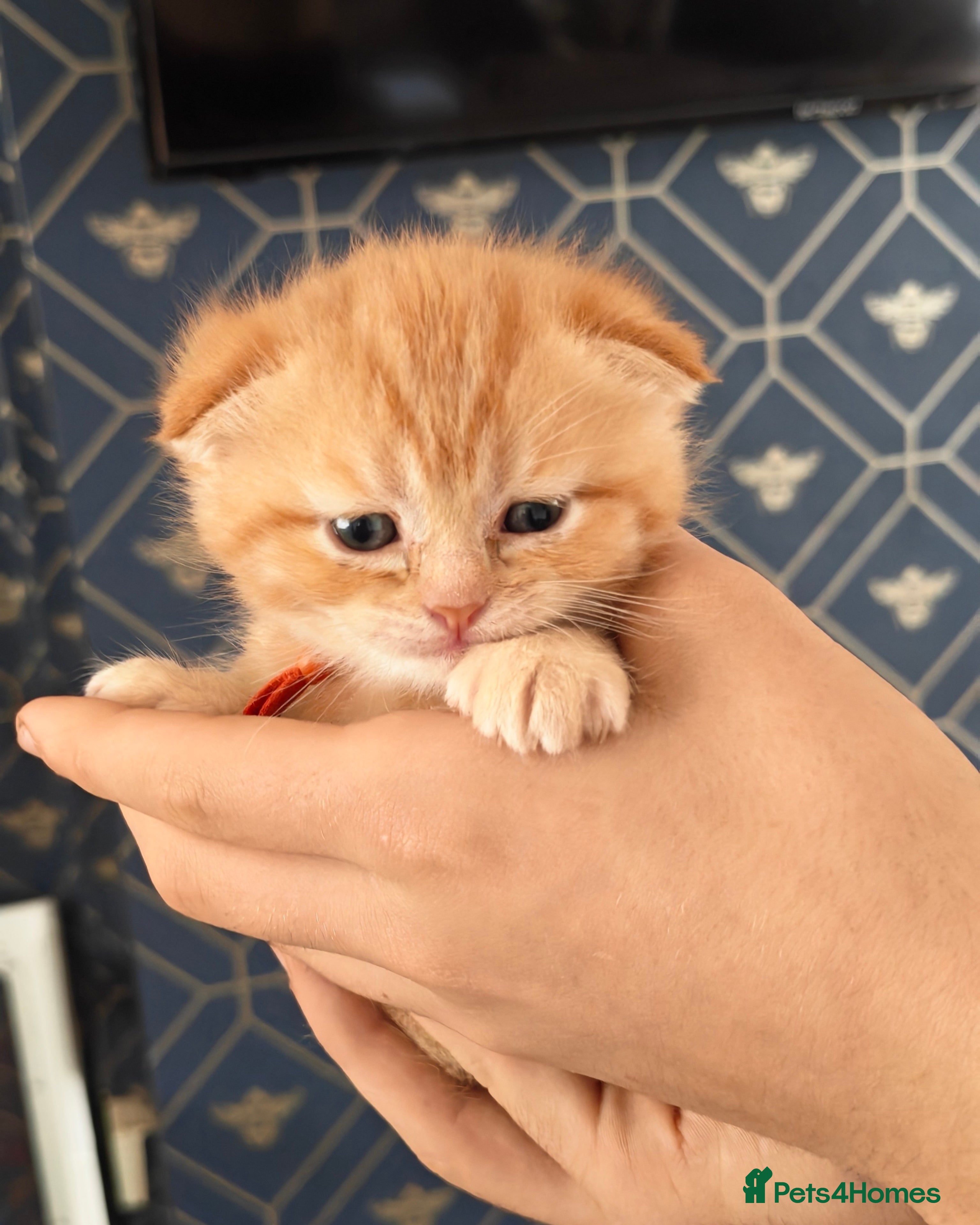 Scottish Fold cats Exceptional/colours Scottish fold/straight kittens - Advert 1