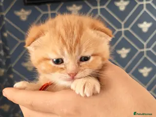 Scottish Fold cats Exceptional/colours Scottish fold/straight kittens - Advert 1