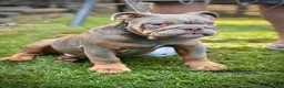 English Bulldog dogs for sale: LAST 4 🇬🇧 TOP 🩸English Bulldogs 🧬 - Advert 3