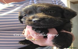 Labradoodle dogs for sale: Labradoodle multigen medium sized - Image 4