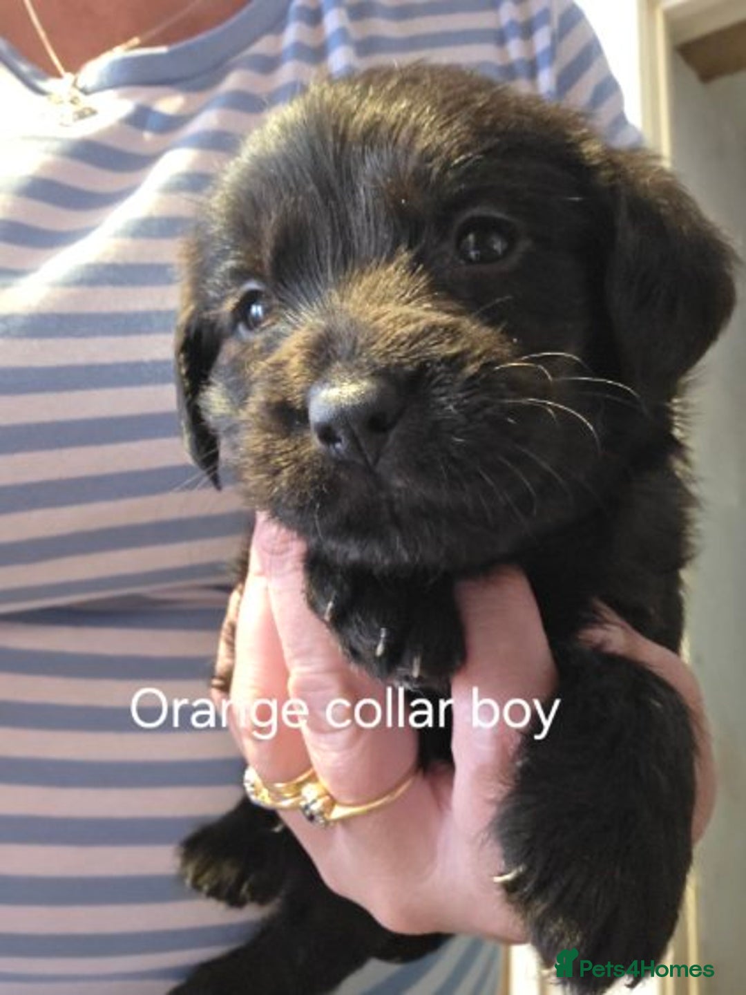 Labradoodle dogs for sale: Labradoodle multigen medium sized - Image 4