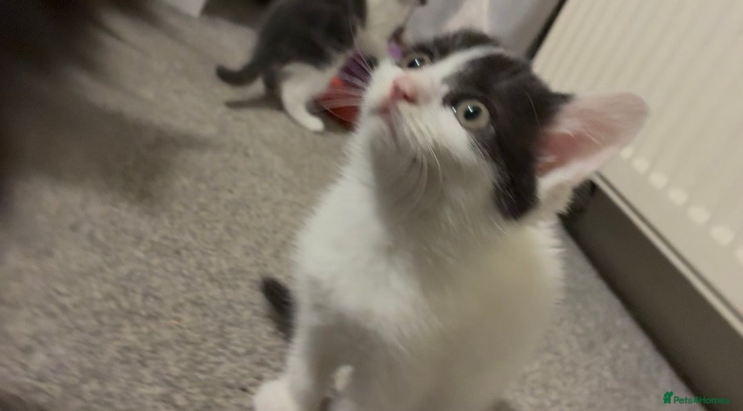 Mixed Breed cats for sale: Five kittens looking for their forever home  - Advert 1