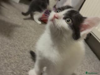 Mixed Breed cats Five kittens looking for their forever home - Advert 15