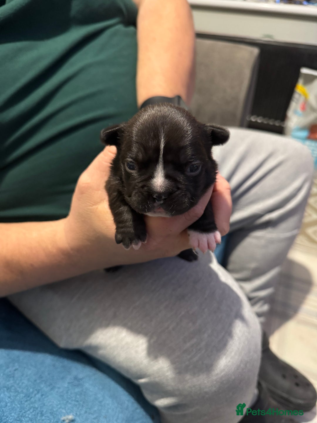 French Bulldog dogs for sale: French bulldog  - Image 6