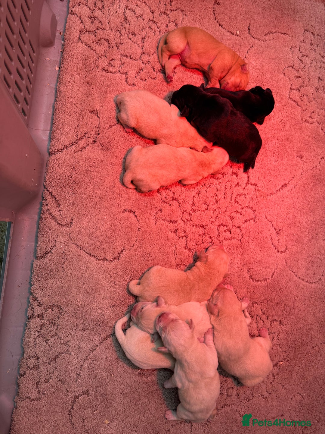 Labrador Retriever dogs for sale: KC Registered Labrador Puppies - Advert 6