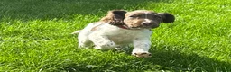 English Springer Spaniel dogs for sale: KC Registered English Springer Spaniels in Brecon - Advert 5