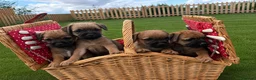 Border Terrier dogs for sale: Pure border terrier pups  - Advert 4