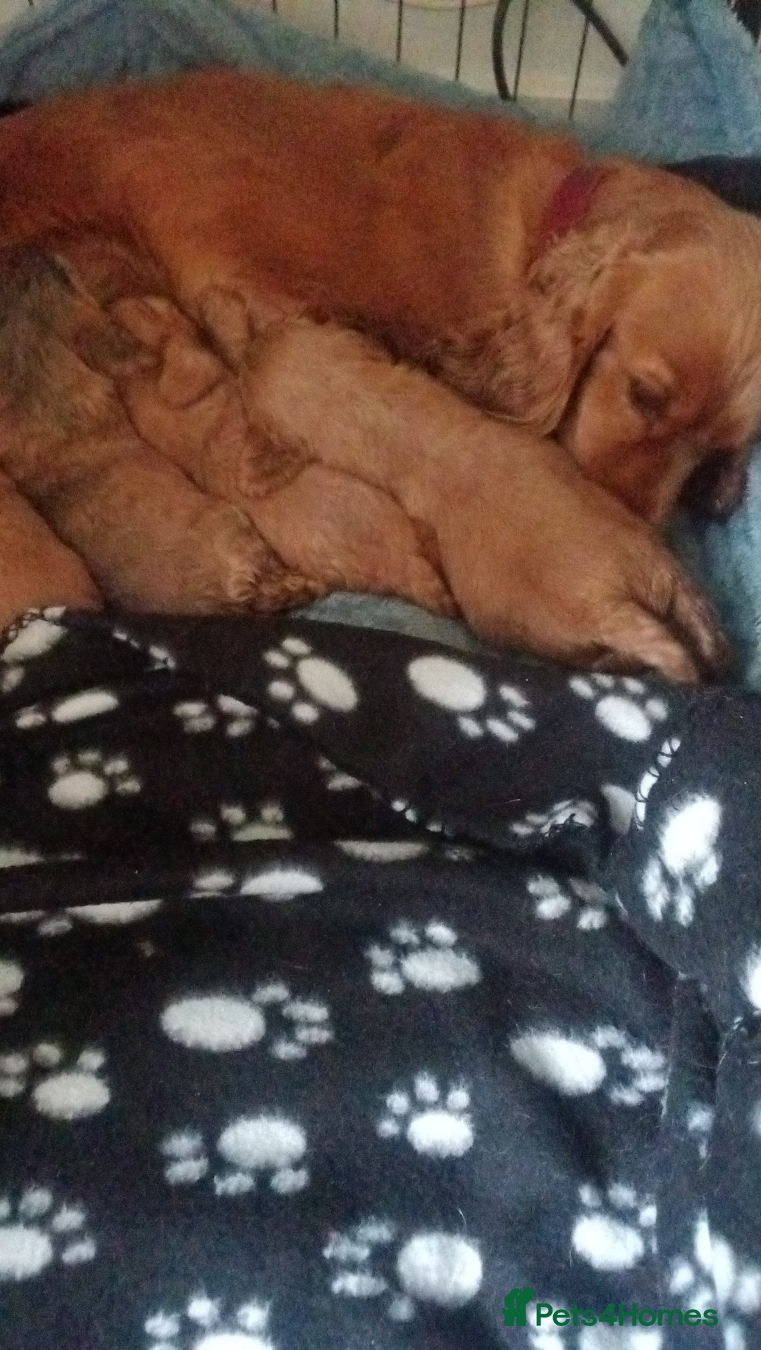 Cocker Spaniel dogs for sale: Show cocker spaniel  - Image 1