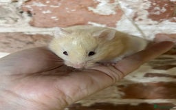 Hamster rodents for sale: Baby Syrian Hamsters - Image 3