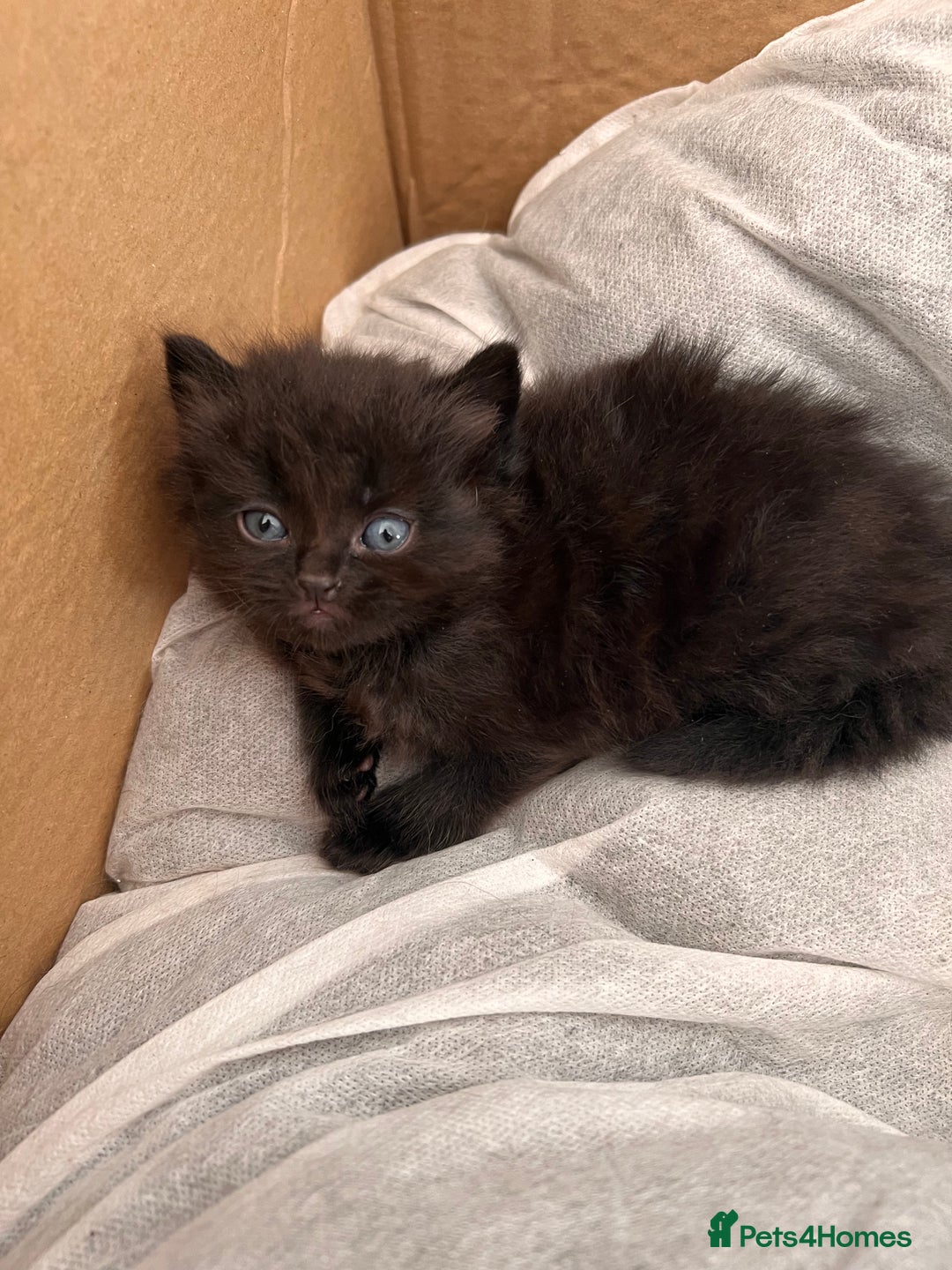 Mixed Breed cats for sale: Little bundles of purrfection  - Advert 5