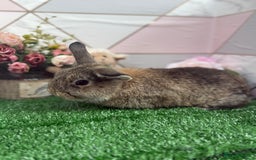 Mini Lop rabbits for sale: 🐰 Mini Lop X Baby Bunnies for Sale! 🐰 - Image 4