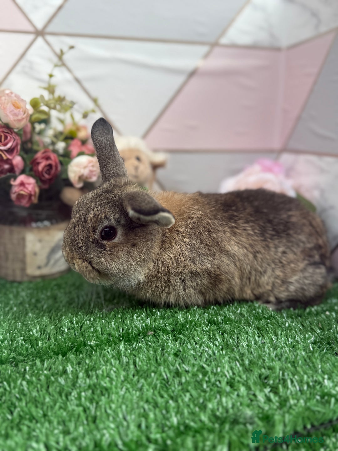 Mini Lop rabbits for sale: 🐰 Mini Lop X Baby Bunnies for Sale! 🐰 - Image 4