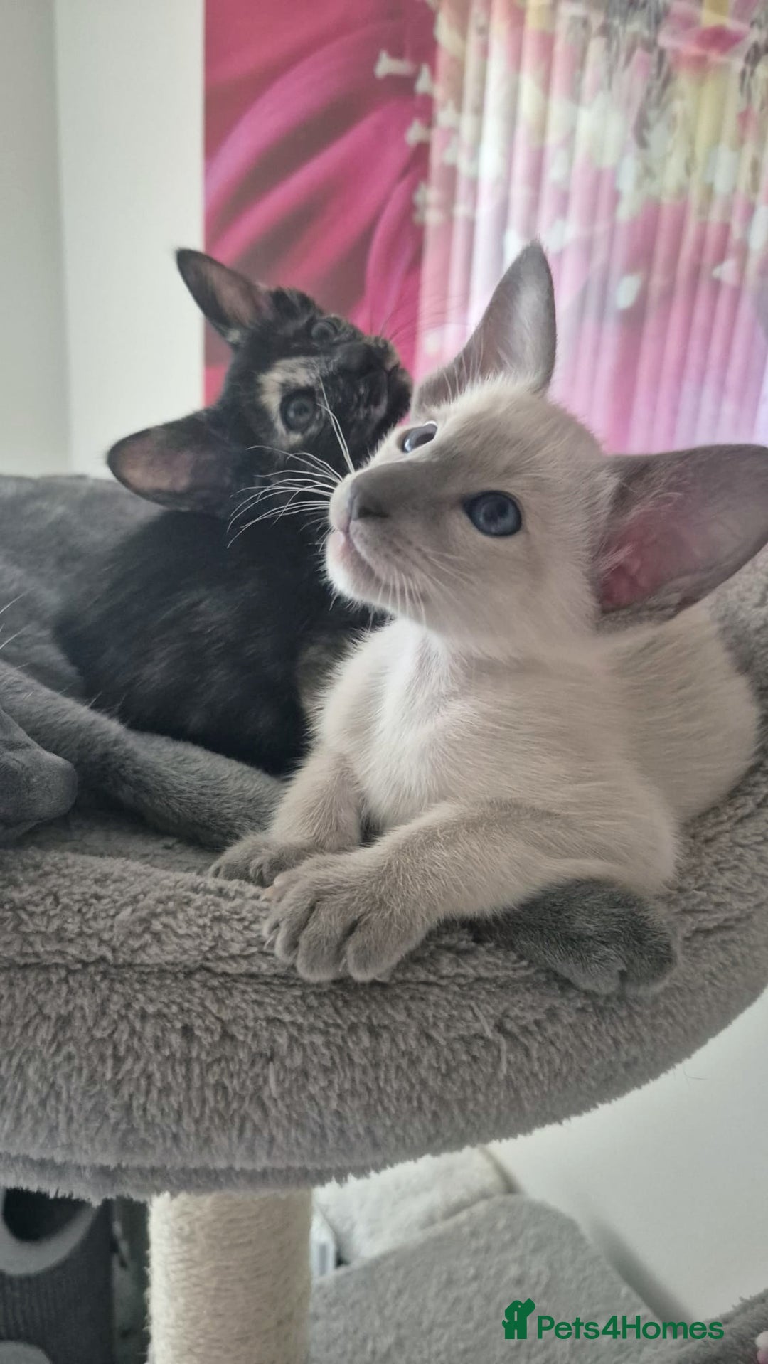Oriental cats for sale: Oriental and Siamese Gccf registered kittens. - Image 30