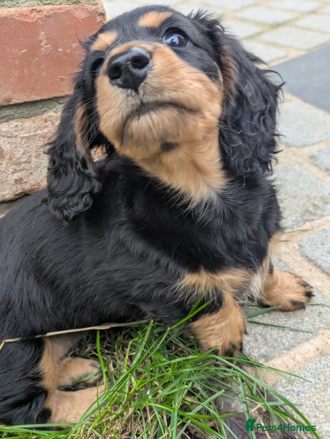 Miniature Dachshund dogs for sale: **Ready Now** Long Haired KC PRA Clear - Image 5