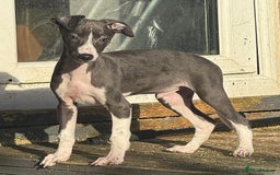 Whippet dogs for sale: Beautiful KC Whippet puppies  - Advert 11