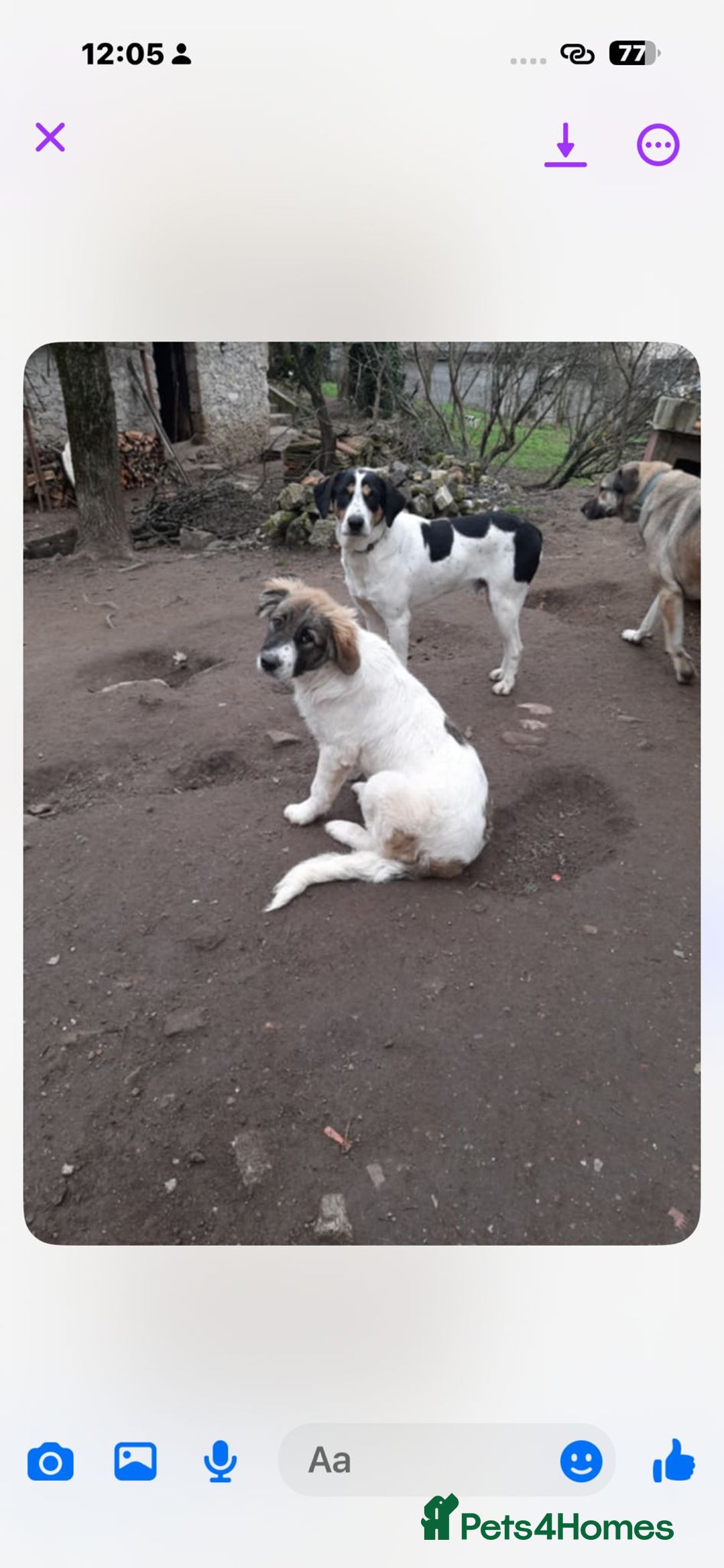 Mixed Breed dogs for adoption: Meet Hannah and Honey !!!  - Advert 7