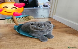 Scottish Fold cats for sale: Only 1 friendly Kitten 😸 left,smart and gentle😸 - Image 9