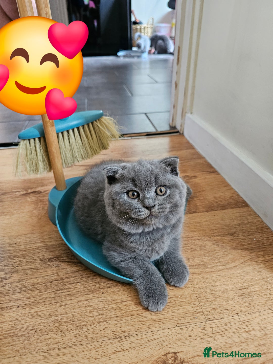 Scottish Fold cats for sale: Only 1 friendly Kitten 😸 left,smart and gentle😸 - Image 9