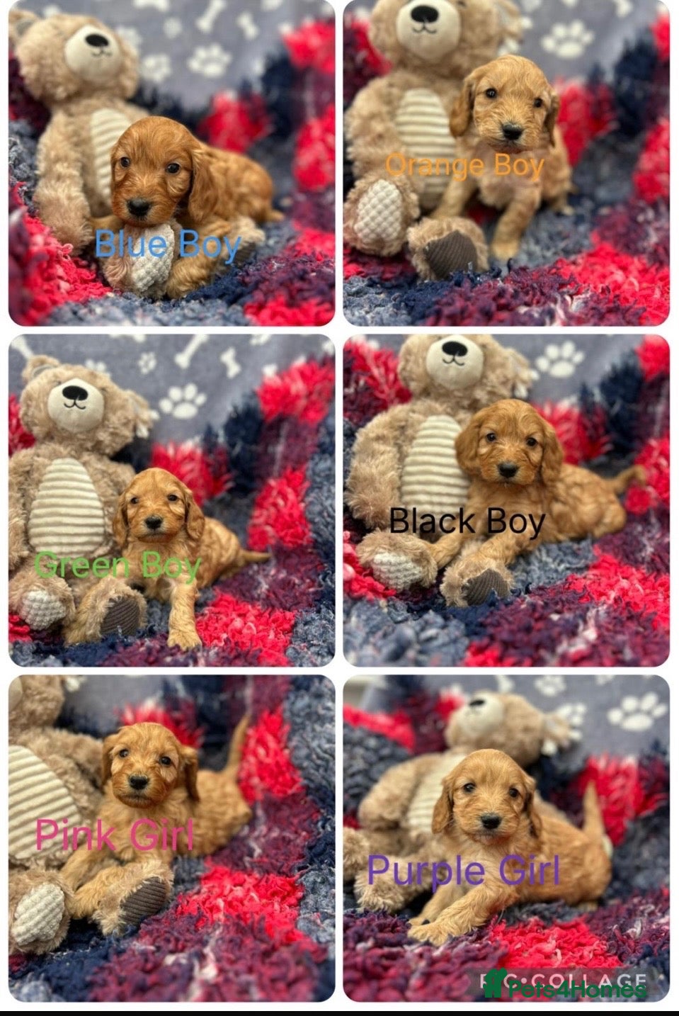 Cockapoo dogs Stunning F1 cockapoos - Advert 5