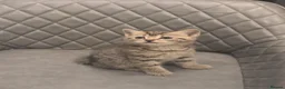 Mixed Breed cats for sale: Bengal x kitten - Advert 3