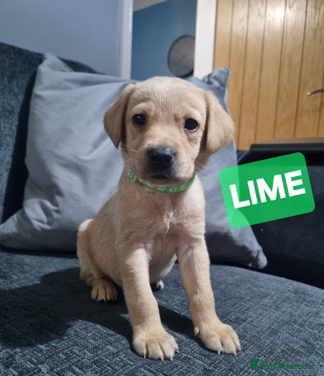Labrador Retriever dogs ⭐️* x7 LEFT LABRADOR PUPS FOR SALE!*⭐️ RTG 18/04 - Advert 2