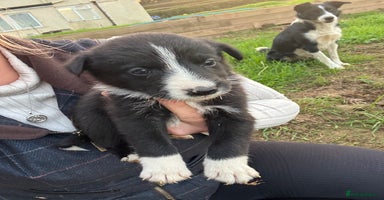 Border Collie dogs - Advert 11