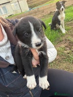 Border Collie dogs - Advert 14