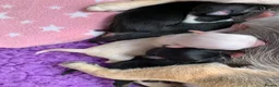 Chihuahua dogs for sale: 5* LICENSED GORGEOUS💕 KC CHIHUAHUA LITTER - Advert 7