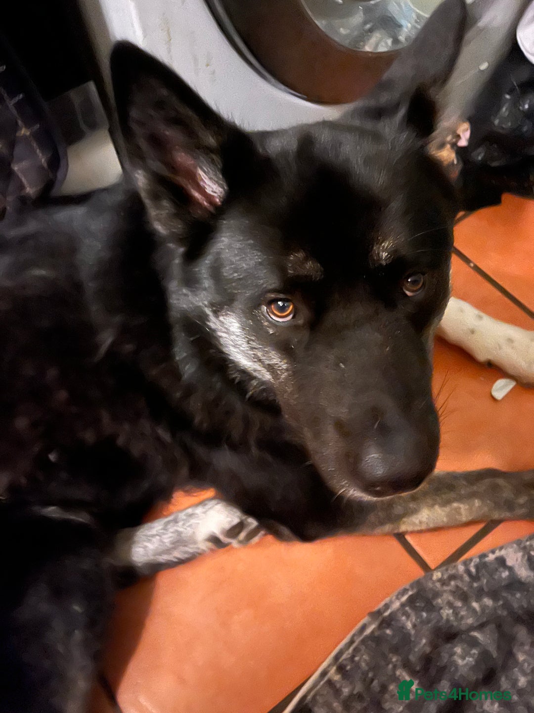 Mixed Breed dogs for sale: Comet - Image 1
