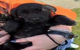 Labrador Retriever dogs for sale: KC Registered Black Labrador Pups 🐾 - Image 7
