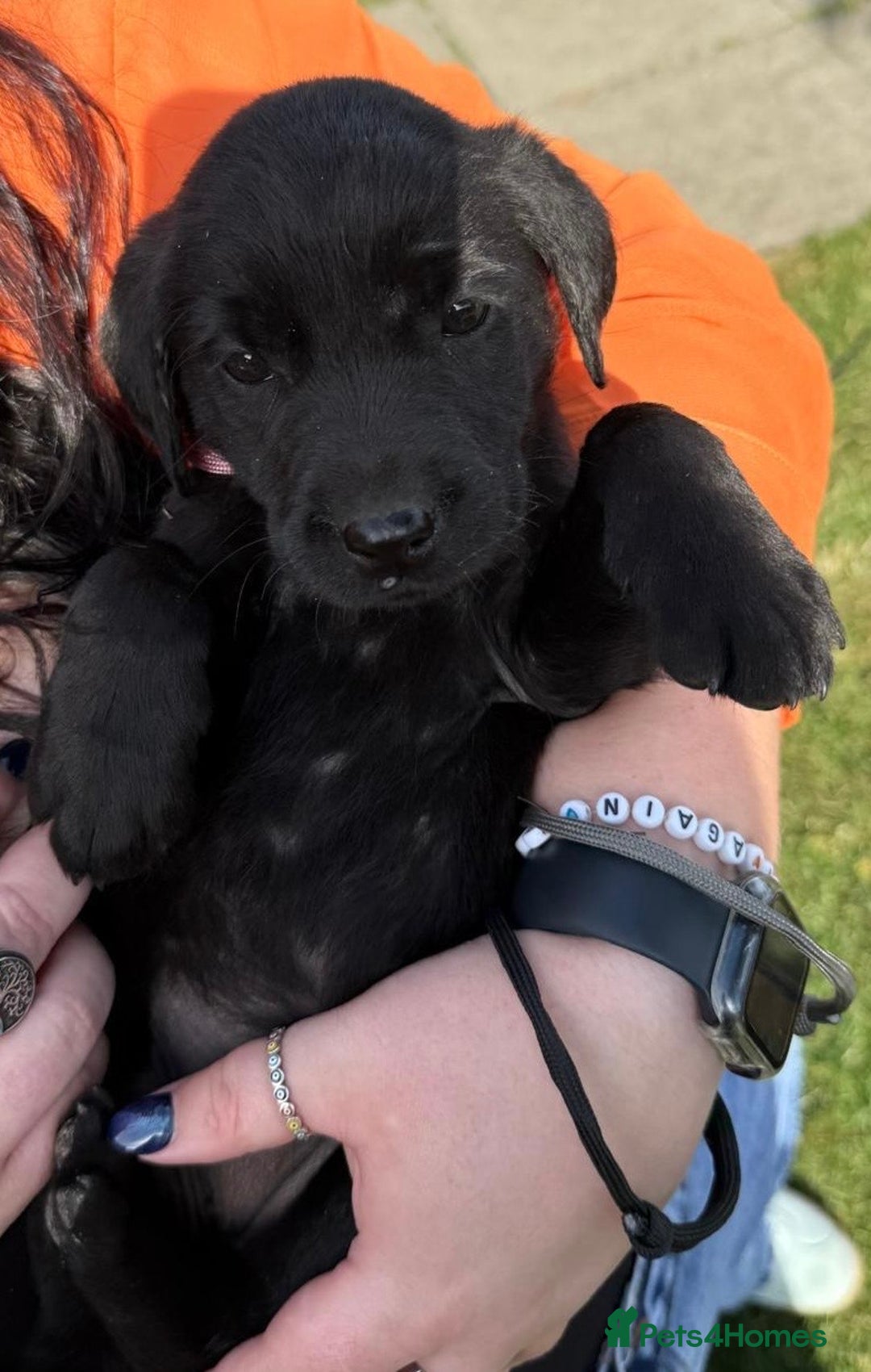 Labrador Retriever dogs for sale: KC Registered Black Labrador Pups 🐾 - Image 7