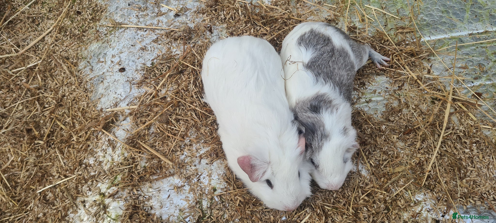Guinea Pig rodents for sale: Female smooth haired guinea pigs - Advert 7