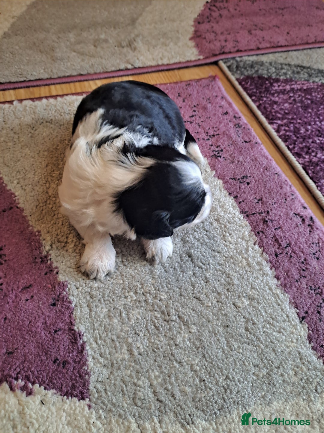 Bichon Frise dogs for sale: 4beautiful Bichon Frise puppies (3boys and 1 girl) - Image 5