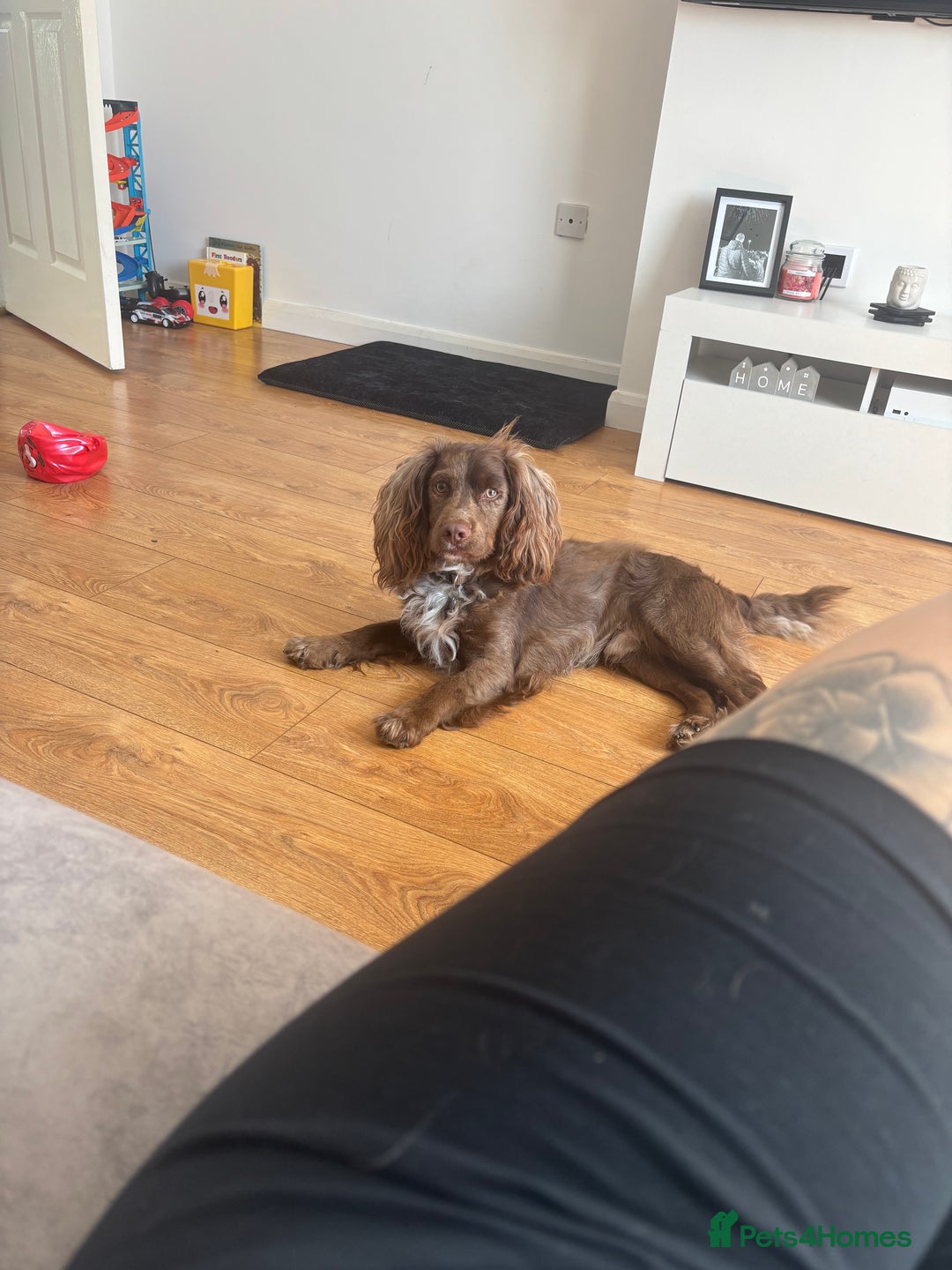 Cocker Spaniel dogs for sale: Male cocker spaniel for sale  - Image 5
