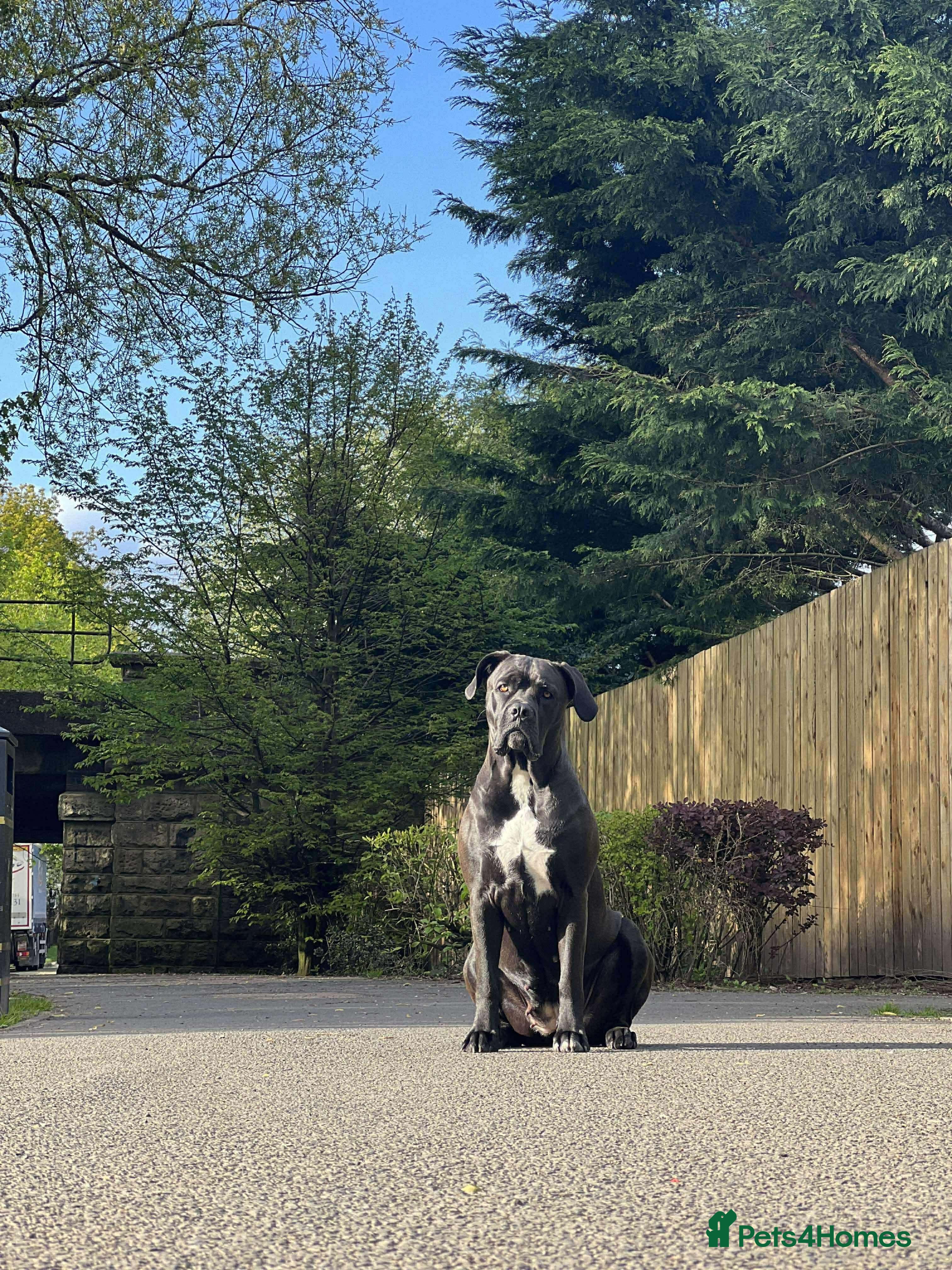 Cane Corso dogs Russian champ bloodline Cane Corso Puppies - Advert 1