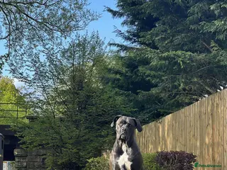 Cane Corso dogs Yuki x Aries Russian champ bloodline Puppies - Advert 18