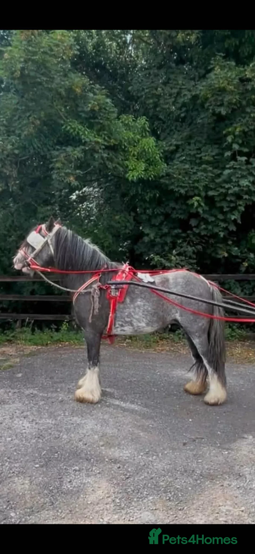 Irish Cob horses for sale: PERFECT QUALITY KIDS RIDE AND DRIVE 12.3HH  - Advert 2