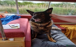 German Shepherd dogs for stud: GSD For Stud - Image 3