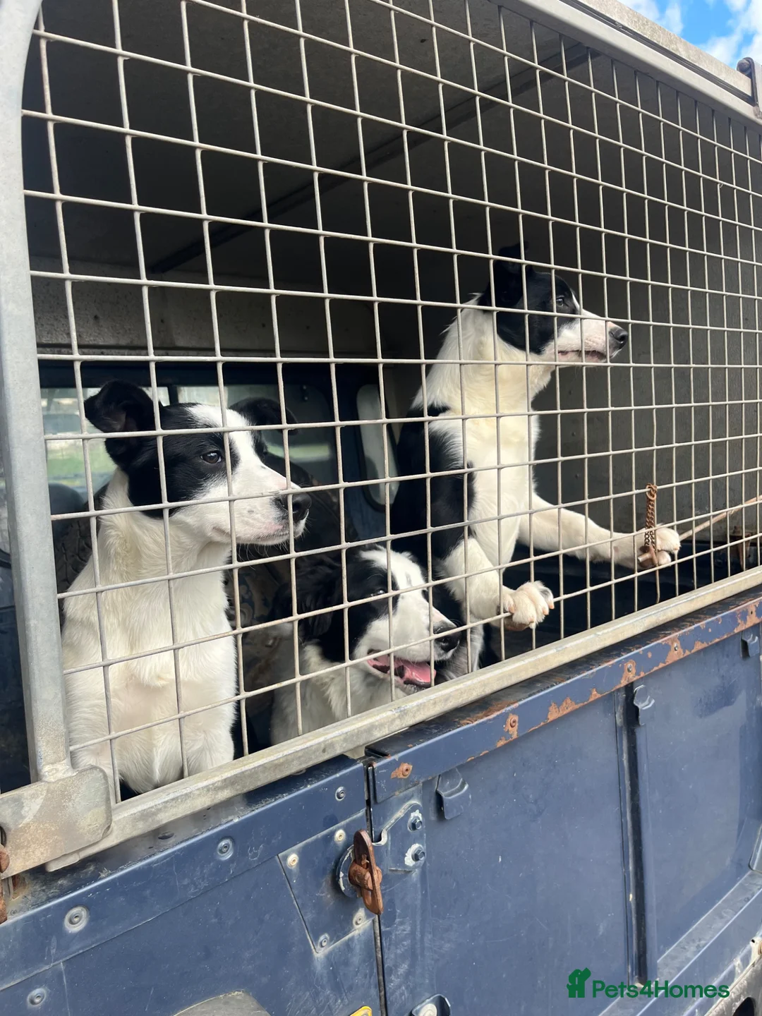 Border Collie dogs for sale: 3 Collie Pups *ready to go* - Advert 2