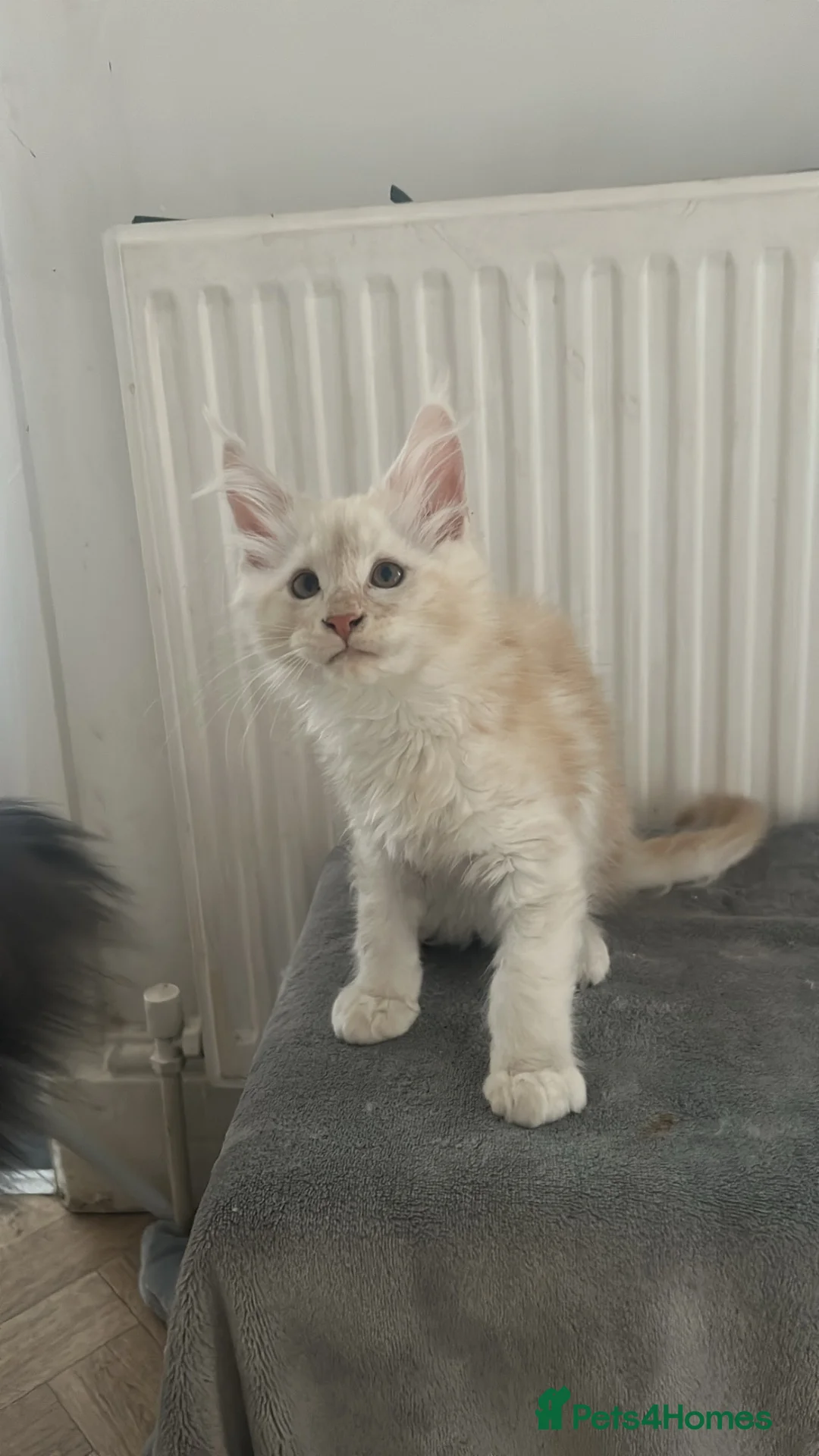 Maine Coon cats for sale: Maine coon babies  - Advert 25