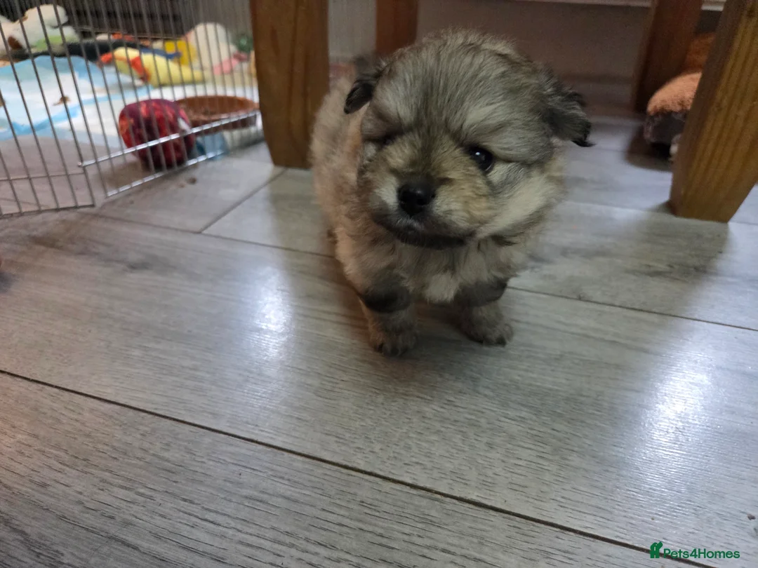 Pomeranian dogs for sale: Pomeranian puppies for sale 🐶🐾 - Advert 9
