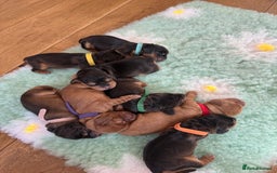 Cocker Spaniel dogs for sale: Beautiful show and working cockers - Image 9