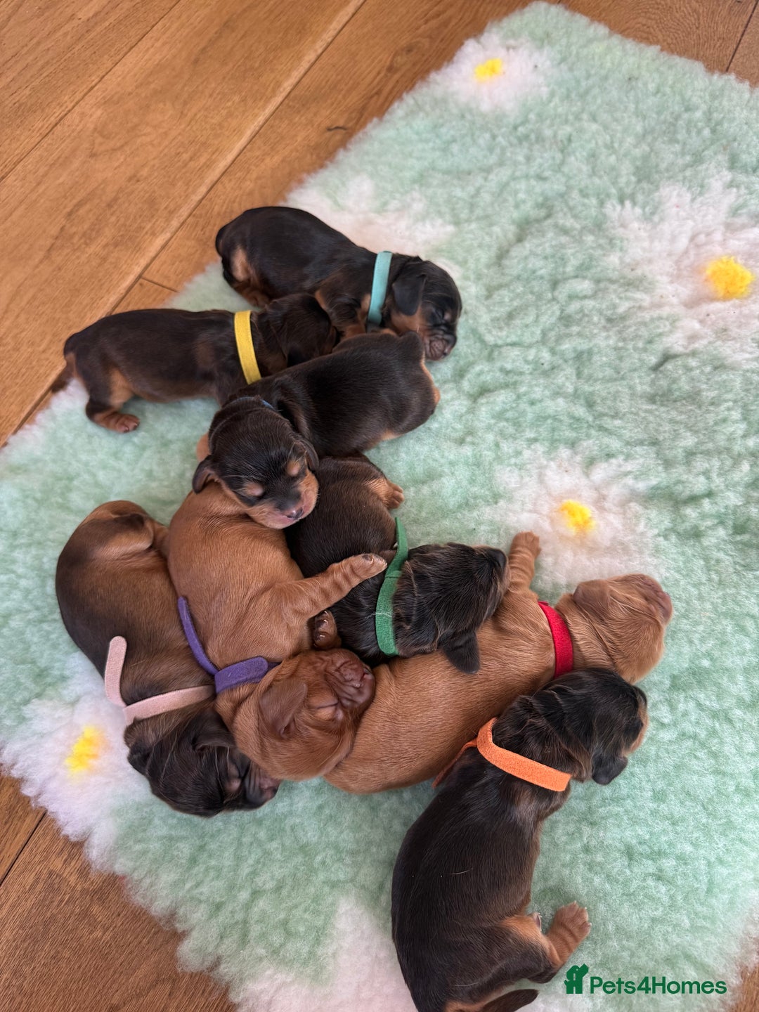 Cocker Spaniel dogs for sale: Beautiful show and working cockers - Image 9