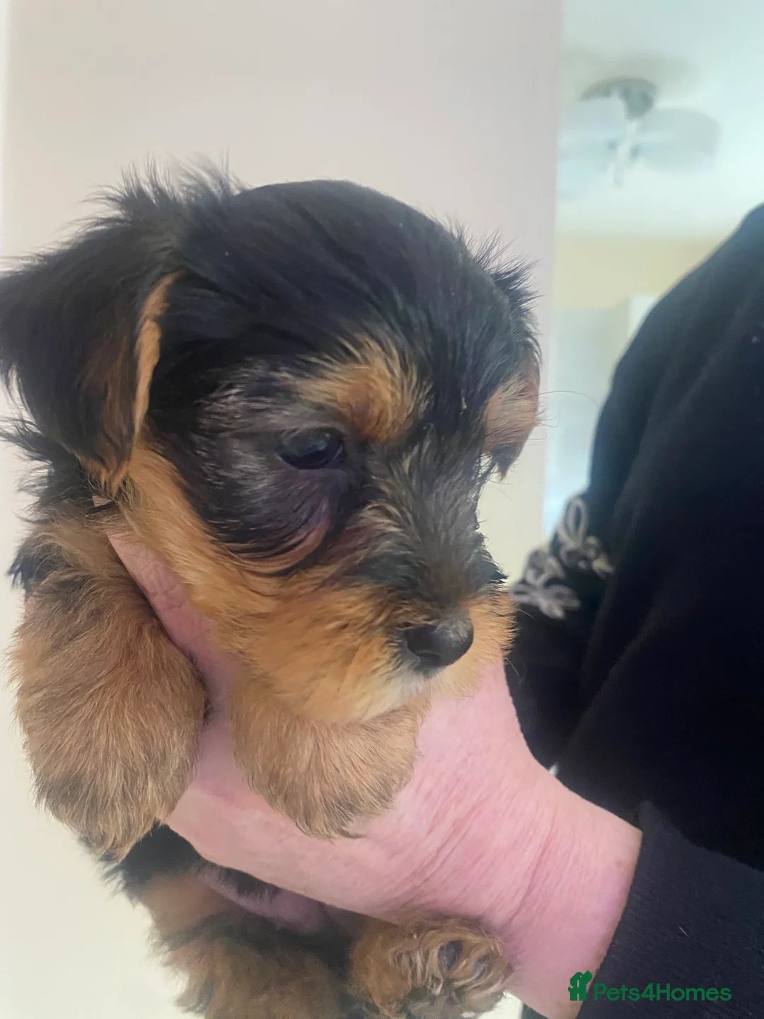 Yorkshire Terrier dogs for sale: Yorkshire terroir puppies  - Advert 6