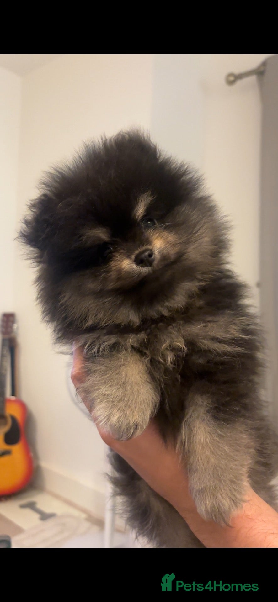 Pomeranian dogs for sale: LAST FEMALE Pomeranian Puppies  - Advert 1